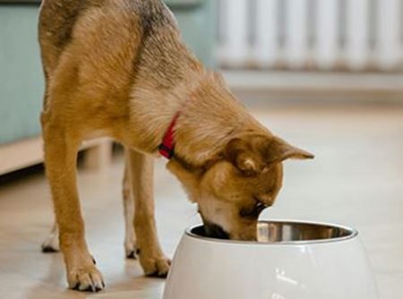 Picture for category Dogs