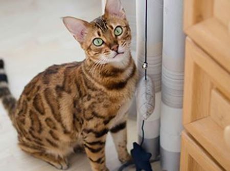 Picture for category Cats