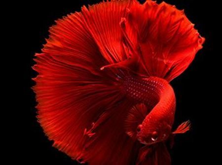 Picture for category Aquatics