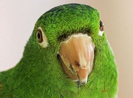 Picture for category Birds