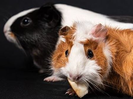 Picture for category Small Animals