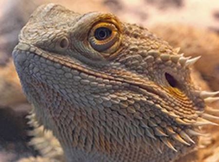 Picture for category Reptiles & Amphibians